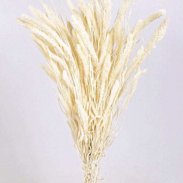 Setaria Gebleicht 65cm