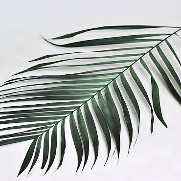 Areca Palmenblätter 60cm Grün