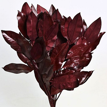 Magnolia Leaves Red 1kg