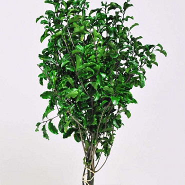 Pittosporum 100gr. 45cm