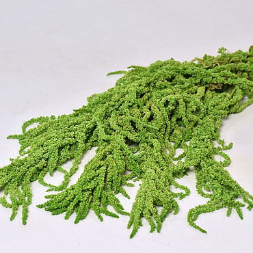 Amaranthus Caudatus Green 90cm