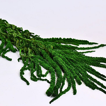 Amaranthus Caudatus Green 70cm