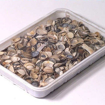 Nordsee Muscheln 1Kg