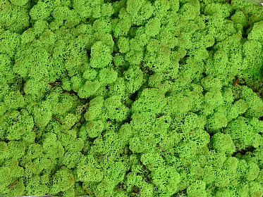 Spring Green Reindeer Moss