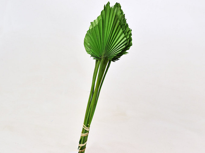 Palm Spear Green 40-55cm 