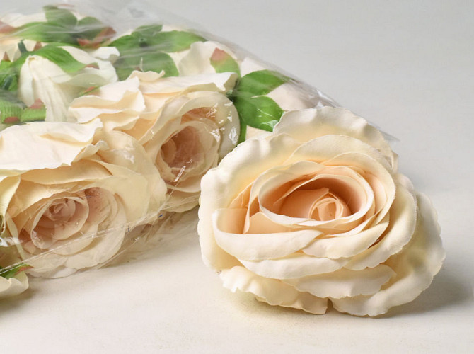 Rose Shell White D10cm 