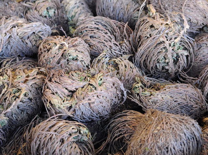 Rose of Jericho L