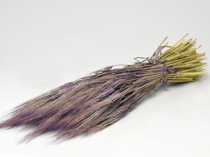 Barley Purple 70cm