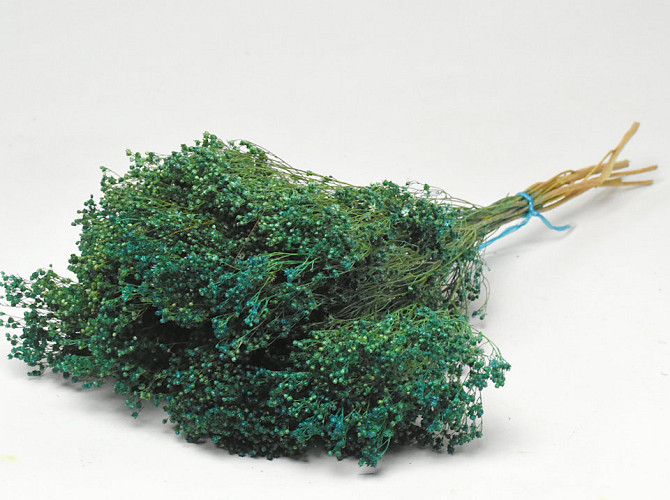 Broom Bloom Emerald Green 50cm