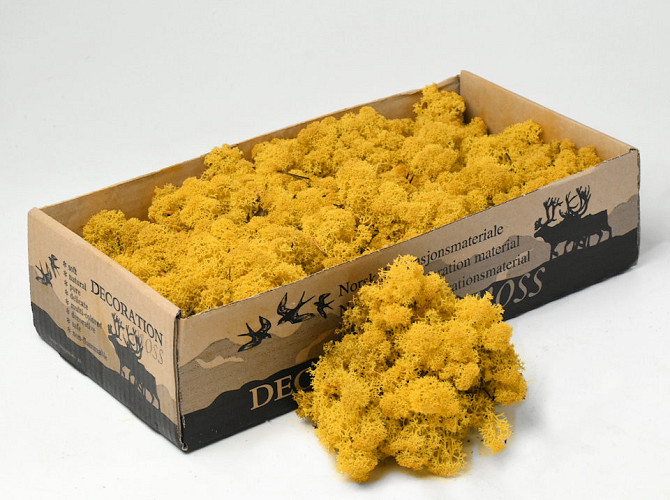 Reindeer Moss Yellow 500gr.