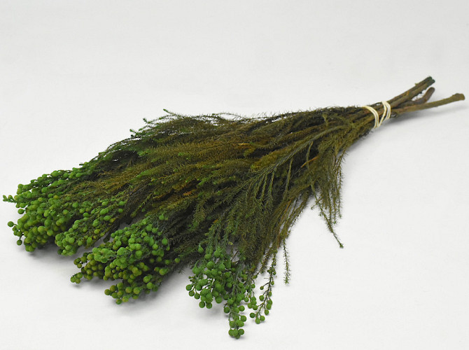 Lanuginosa Green 40cm