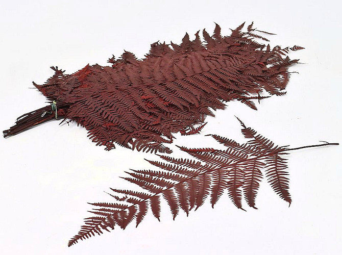 Fern Red 20pcs 40cm 