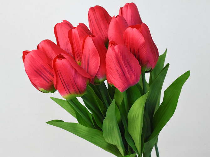 Tulp Rot 60cm