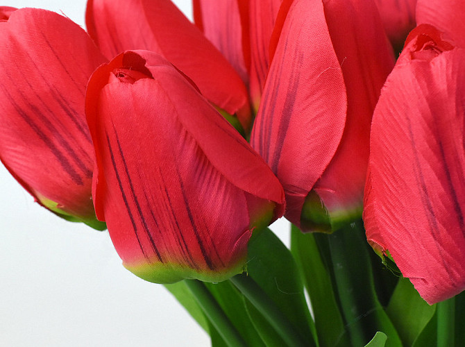 Tulp Red 60cm