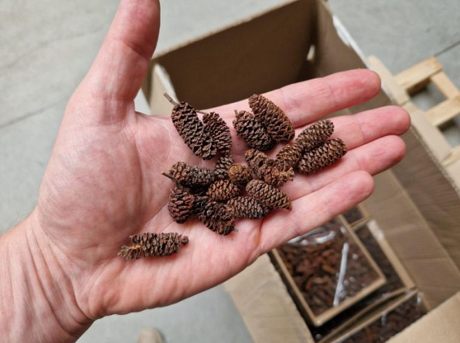 Alder Cones 700gr.