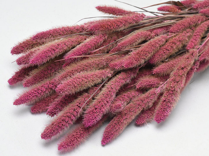 Setaria Pink 65cm