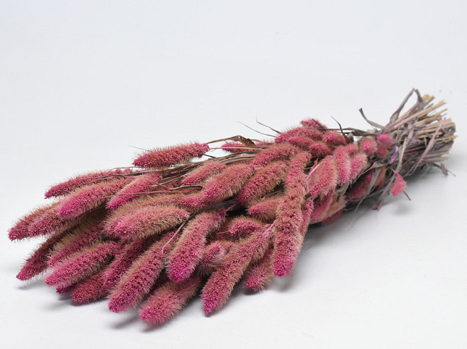 Setaria Pink 65cm