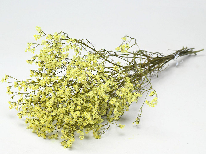 Limonium Gelb 65cm 