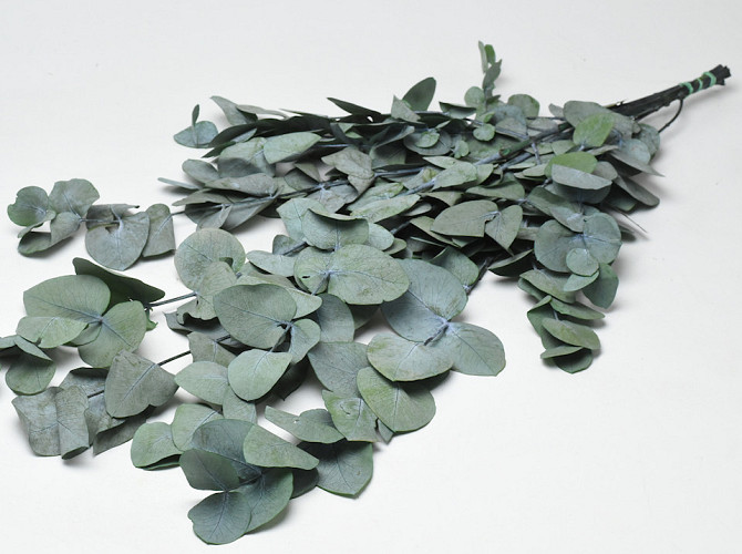 Eucalyptus Cinerea Green 65cm