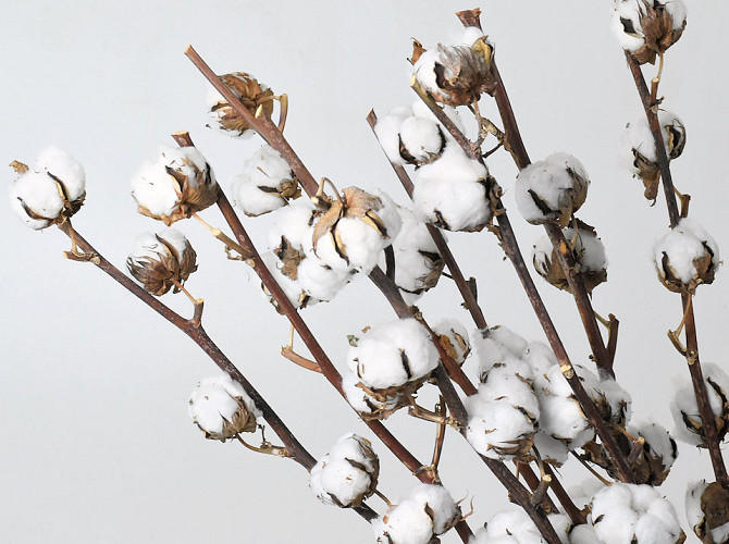 Cotton Balls on stem