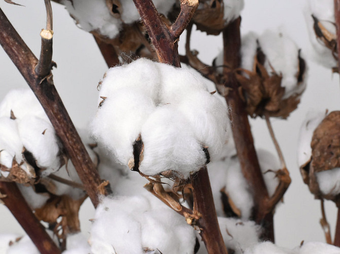 Cotton Balls on stem