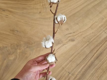 Cotton Balls on stem