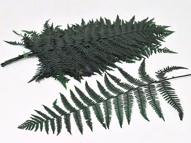 Fern 40cm Green 20pcs