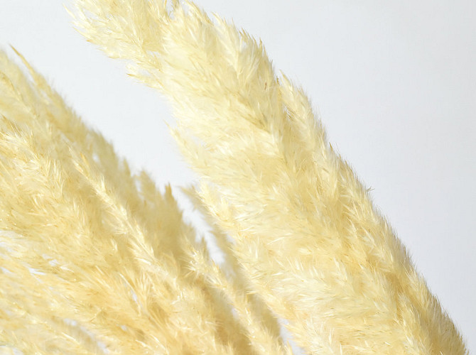 Pampas grass 70cm Bleached 10pcs