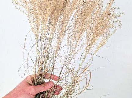 Miscanthus 90cm