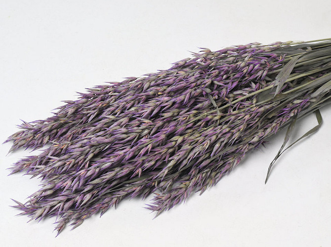 Avena Purple 70cm