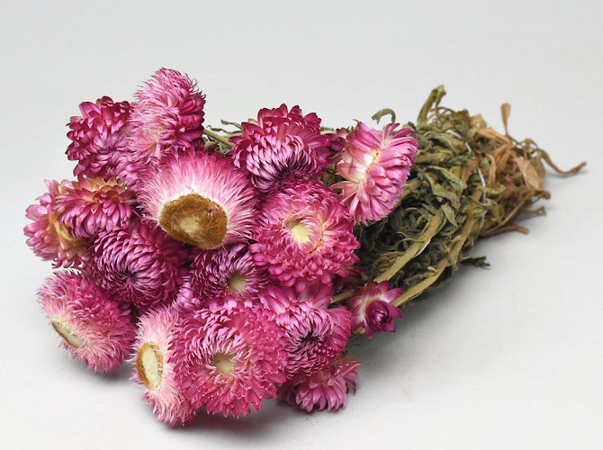 Helichrysum Pink 30cm