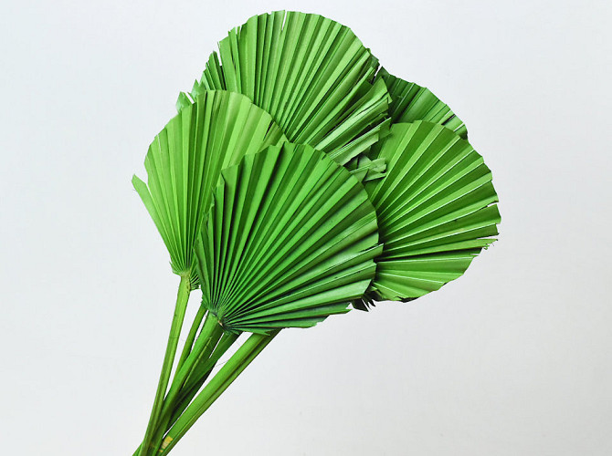 Palm Spear round Green 40-55cm 