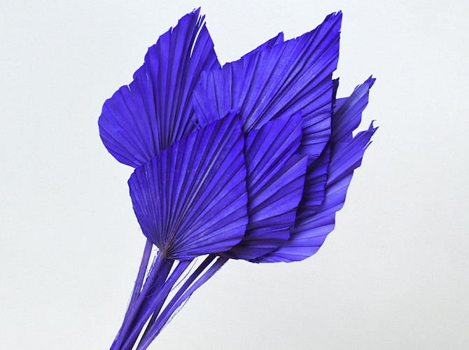 Palm Spear Violet 40-55cm 