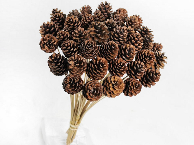 Pine Cone on 50cm stem