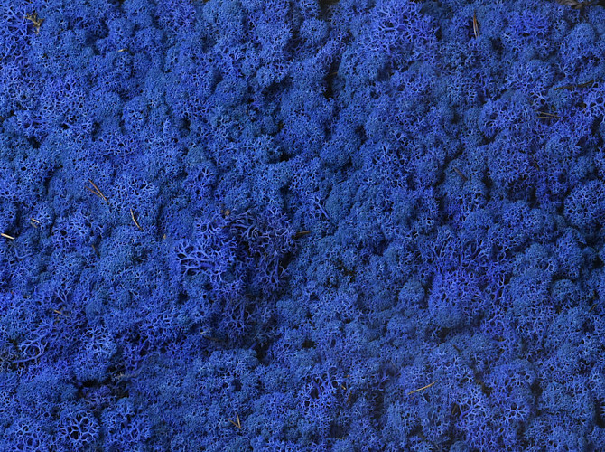 Reindeer Moss Royal Blue per kg