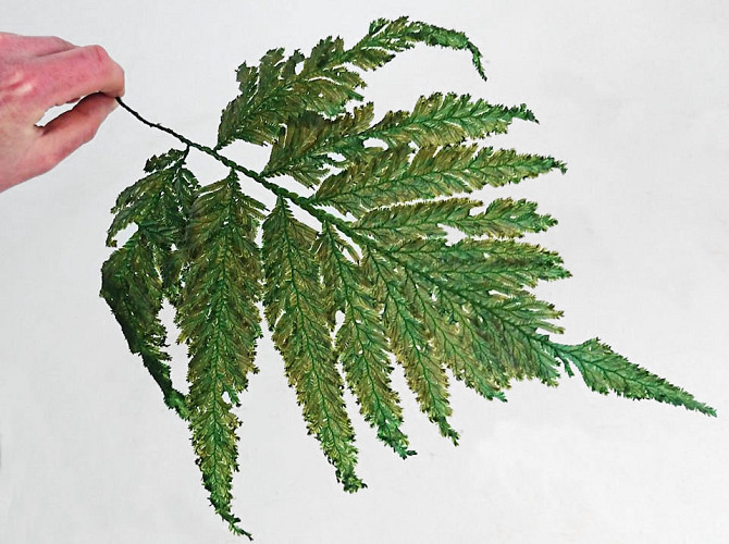 Shield Fern L40cm 10pcs