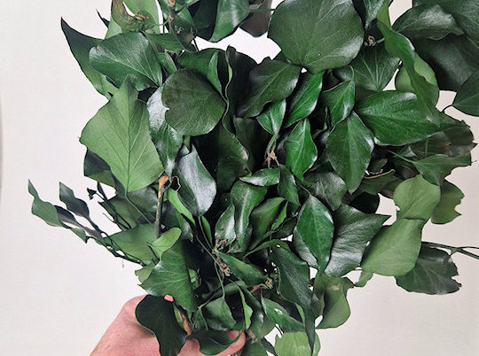 Hedera Ivy Green 40-50cm