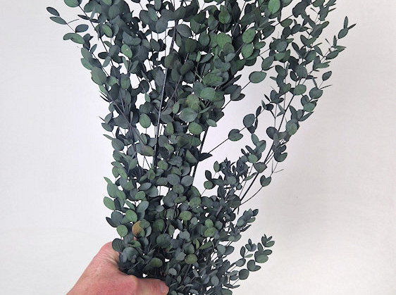 Eucalyptus Parvifolia Green 65cm 