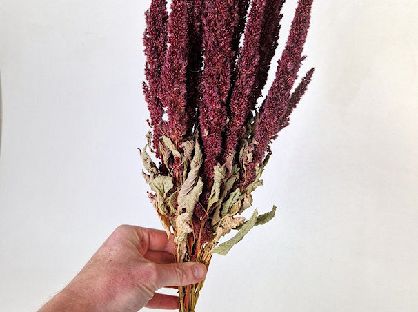 Amaranthus Red 50cm