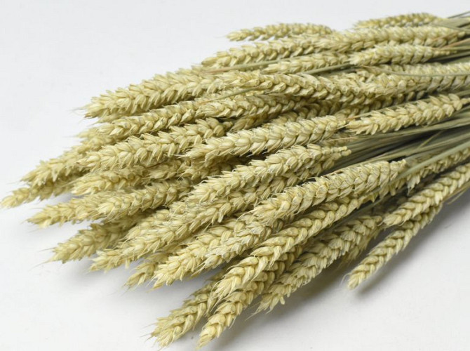 Triticum Natur (Weizen) 70cm