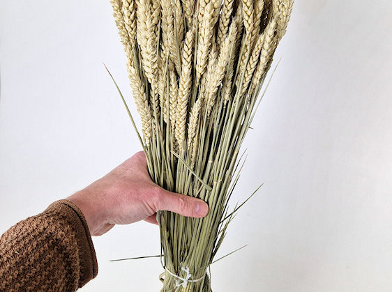 Triticum Natur (Weizen) 70cm