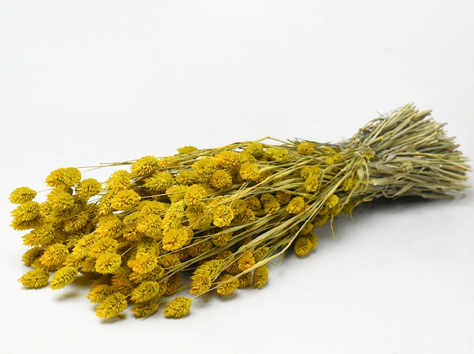 Phalaris Yellow 70cm