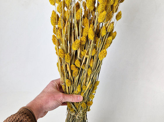 Phalaris Yellow 70cm