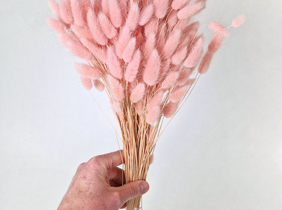 Lagurus Pastel Pink 65cm