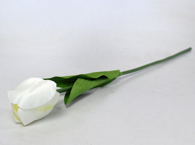 Tulp Creme 60cm