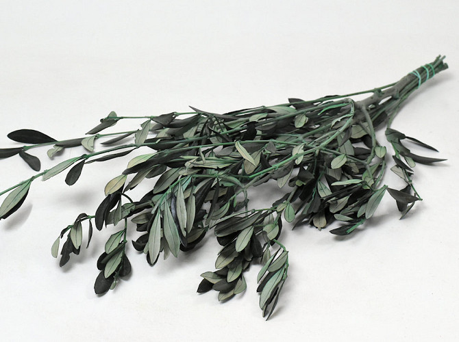 Olive branch Green 50cm