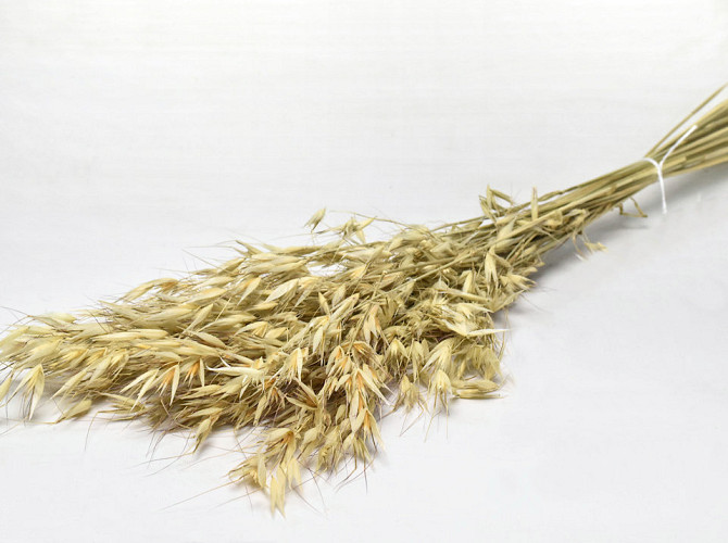 Wild Oats (Avena) 100cm