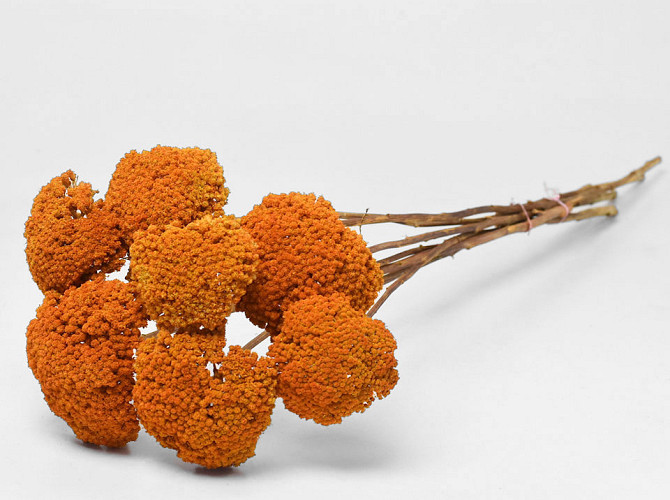 Achillea Parker Orange 70cm