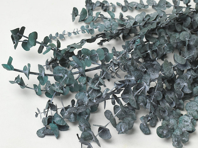 Eucalyptus Baby Blue Blue-Green 65cm 