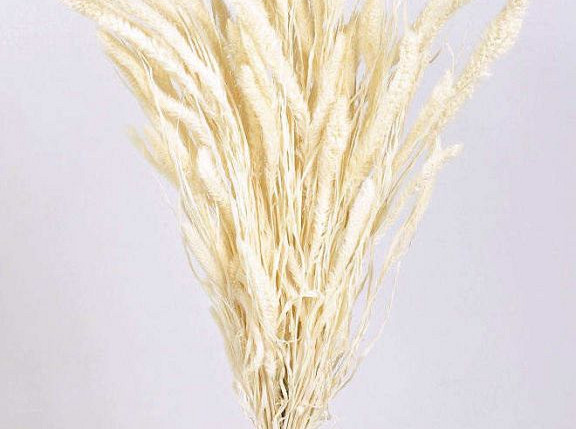 Setaria Bleached 65cm